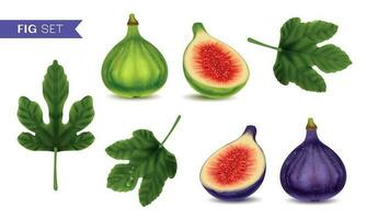 Figs Realistic Set vector