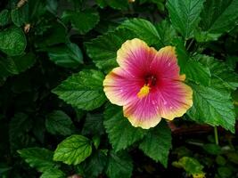 de cerca rosado amarillo flor en contra hojas foto