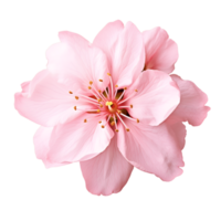 Pink sakura flower isolated on transparent background. AI Generated png