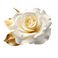 White, gold rose isolated on transparent background. AI Generated png