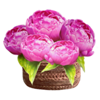 blooming peonies in a basket illustration png