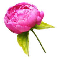 peony bud with leaves large illustration png