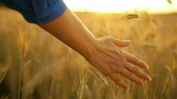 Female hand touches ripe ears of wheat at sunset video