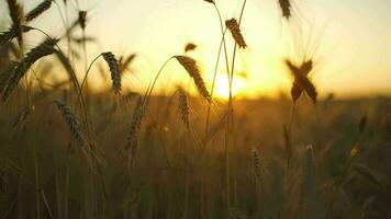 fält, gräs stjälkar svängande från de mild vind på solnedgång video