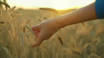 femelle main touche mûr oreilles de blé à le coucher du soleil video