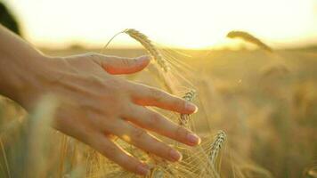 fêmea mão toques maduro orelhas do trigo às pôr do sol video