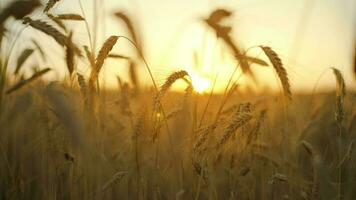 campo, césped tallos balanceo desde el amable viento a puesta de sol video