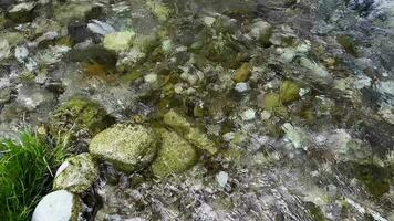 superfície do uma montanha Riacho com cristal Claro montanha água, pedras às a inferior video