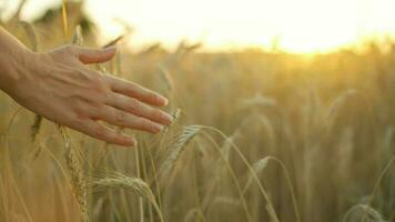 Female hand touches ripe ears of wheat at sunset video