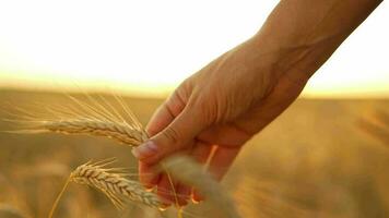 Female hand touches ripe ears of wheat at sunset video