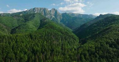 magnifique Montagne paysage dans été, forêt et rochers. Zakopane video