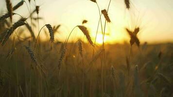 Field, grass stalks swaying from the gentle wind at sunset video