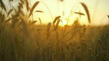 campo, césped tallos balanceo desde el amable viento a puesta de sol video