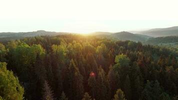 Aerial view of a bright autumn forest and a village on the slopes of the mountains in the fog at dawn video