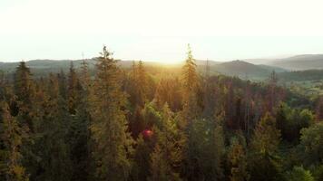 Aerial view of a bright autumn forest and a village on the slopes of the mountains in the fog at dawn video