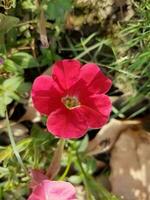 Surfinia pink flowers, Petunia axillaris, the large white petunia photo