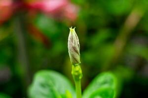 macro de un flor en contra verde azulado antecedentes con bokeh burbujas y ligero. superficial profundidad de campo y suave atención foto