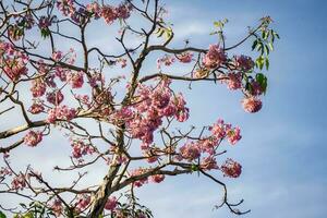 Pink blossom and green leaves on blue sky background. photo