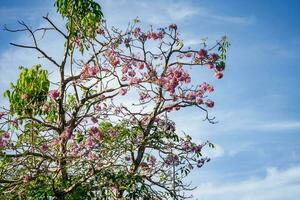 Pink blossom and green leaves on blue sky background. photo