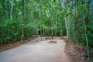 The Cu Chi tunnels were the Viet Cong's base of operations for the Tet Offensive in 1968. Famous tourist attraction in Vietnam. Stock photo