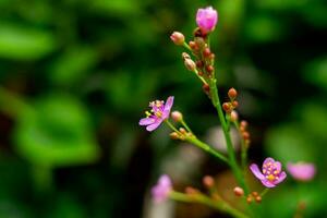 macro de un flor en contra verde azulado antecedentes con bokeh burbujas y ligero. superficial profundidad de campo y suave atención foto