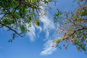 Green trees and a cloudy blue sky background photo