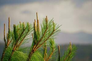 Green trees and a cloudy blue sky background photo