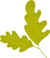 Illustration of oak leaves. vector