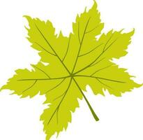 Illustration of maple leaves. vector