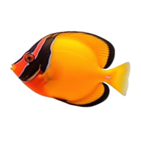 Red sea clown tang fish isolated on white. Illustration png