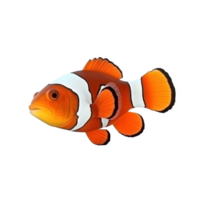 poisson clown isolé. illustration ai génératif png