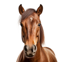 caballo retrato aislado. ilustración ai generativo png