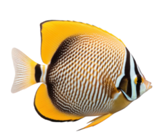 Butterfly fish isolated. Illustration AI Generative png