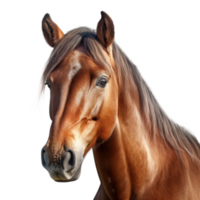 caballo retrato aislado. ilustración ai generativo png