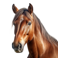 cavallo ritratto isolato. illustrazione ai generativo png