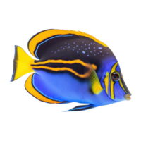 Red sea clown tang fish isolated on white. Illustration png