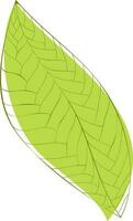 Illustration of green textured leaf. vector