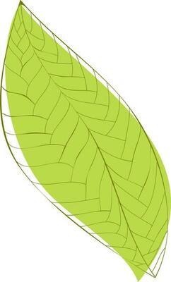 Illustration of green textured leaf.