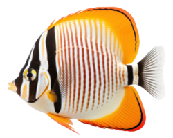 papillon poisson isolé. illustration ai génératif png