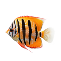 Butterfly fish isolated. Illustration AI Generative png