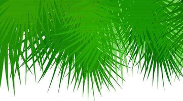 Illustration of green fir tree branches. vector