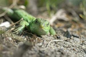 Macro portrait of a green sand lizard. photo