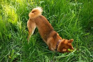 Red shiba inu dog plays in spring green grass. Funny japanese shiba inu dog photo