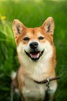 retrato de japonés rojo perro shiba inu se sienta en verde césped y sonrisas lindo contento y alegre shiba inu perro foto