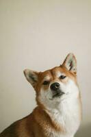 Portrait of japanese red dog shiba inu. Cheerful and cute dog. photo