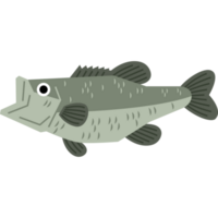 Bass fish seafood  sea animal png