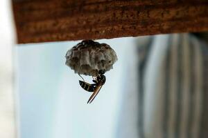 A wasp and a wasp nest. The nest of a family of wasps which is taken a close-up photo