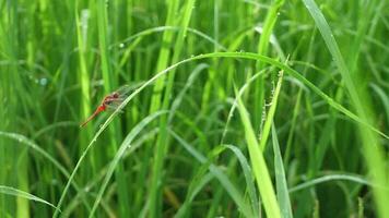 un libélula se aferra a un hoja de un arroz planta en el Mañana ligero. video