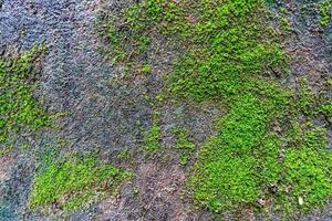 Closeup cement wall with moss photo