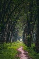 Rubber tree industrial forest. rubber plantation, rubber latex storage container, located in Vietnam. Selective focus photo